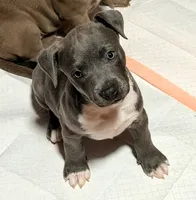 "AALIYAH"  BLUE NOSE, a female American Bully and American Pit Bull Terrier for sale in Newark, NJ – 3 of 3