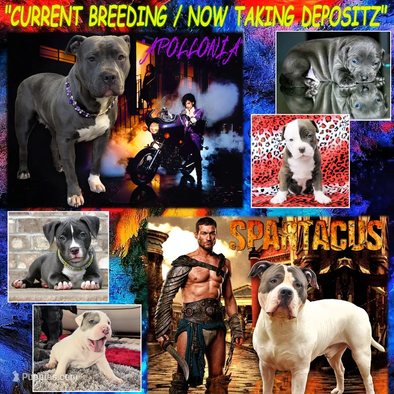 "NEW BLUE & WHITE PUPZ COMING", a  American Bully and American Pit Bull Terrier for sale in Newark, NJ – 1 of 1