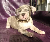 "THA ROCK" BLUE MERLE, a male American Bully for sale in Newark, NJ – 6 of 9