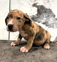 "AL B SURE" LILAC MERLE, a male American Bully and American Pit Bull Terrier for sale in Newark, NJ – 3 of 6