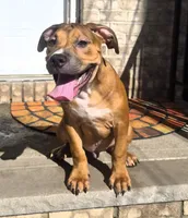 "BRAD PITT" LILAC TRI COLOR, a male American Bully and American Pit Bull Terrier for sale in Newark, NJ – 6 of 8