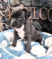 "DMX" (LAST 1) BLUE NOSE / BLUE EYES, a male American Bully and American Pit Bull Terrier for sale in Newark, NJ – 6 of 9