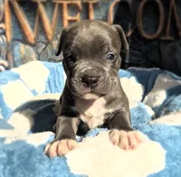 "DMX" BLUE NOSE / BLUE EYES, a male American Bully and American Pit Bull Terrier for sale in Newark, NJ – 6 of 10
