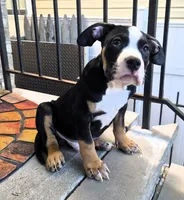 "BIGGIE SMALLZ" BLACK TRI, a female American Bully and American Pit Bull Terrier for sale in Newark, NJ – 5 of 7