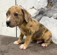 "AL B SURE" LILAC MERLE, a male American Bully and American Pit Bull Terrier for sale in Newark, NJ – 3 of 7