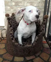 "HALLE BERRY"  WHITE MERLE, a female American Bully and American Pit Bull Terrier for sale in Newark, NJ – 4 of 8