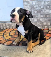 "ICE CUBE" BLACK TRI, a female American Bully and American Pit Bull Terrier for sale in Newark, NJ – 3 of 8