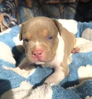 "AL B SURE" UKC REGISTERED, a male American Bully for sale in Newark, NJ – 3 of 10