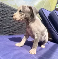 "JAY Z" BLUE MERLE, a male American Bully for sale in Newark, NJ – 5 of 9
