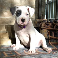 "THA ROCK" WHITE MERLE, a male American Bully for sale in Newark, NJ – 1 of 9