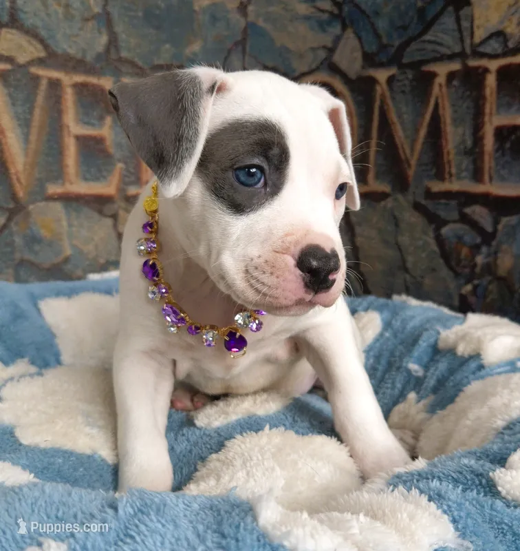 "THA ROCK" WHITE MERLE – American Bully puppy for sale in Newark, NJ