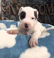 "THA ROCK" WHITE MERLE, a male American Bully for sale in Newark, NJ – 8 of 10