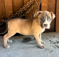 "DRAKE" LILAC TRI PUP, a male American Bully for sale in Newark, NJ – 2 of 2
