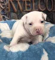 "DOLLY PARTON" WHITE MERLE BLUE EYES, a female American Bully for sale in Newark, NJ – 3 of 10