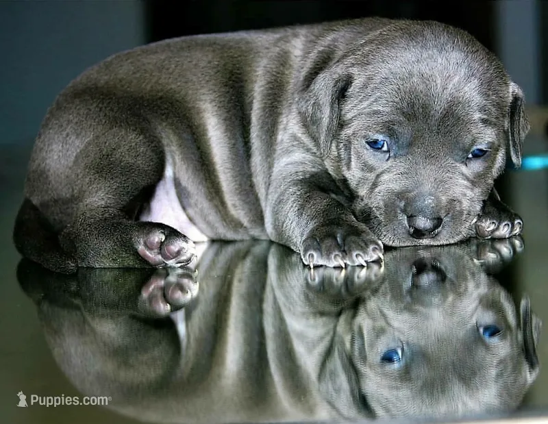 "NEW BLUE & WHITE PUPZ COMING" – American Bully, American Pit Bull Terrier puppy for sale in Newark, NJ