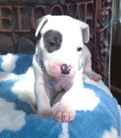 "THA ROCK" WHITE MERLE, a male American Bully for sale in Newark, NJ – 7 of 10
