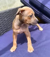 "AALIYAH"  LILAC TRI COLOR, a female American Bully and American Pit Bull Terrier for sale in Newark, NJ – 5 of 7