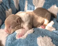 "BRAD PITT"  UKC REGISTERED, a male American Bully for sale in Newark, NJ – 5 of 10