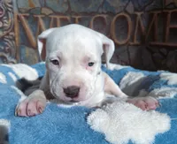 "MAROLYN MONROE"  WHITE MERLE, a female American Bully and American Pit Bull Terrier for sale in Newark, NJ – 4 of 10