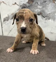 "AL B SURE" LILAC MERLE, a male American Bully and American Pit Bull Terrier for sale in Newark, NJ – 3 of 5
