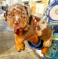"LUDARIS" LILAC QUAD MERLE, a male American Bully and American Pit Bull Terrier for sale in Newark, NJ – 1 of 6