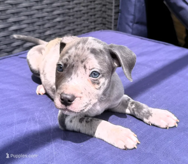 "JAY Z" BLUE MERLE – American Bully puppy for sale in Newark, NJ