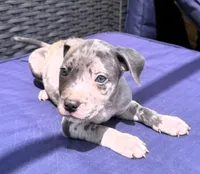 "JAY Z" BLUE MERLE, a male American Bully for sale in Newark, NJ – 1 of 9