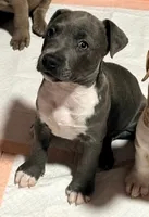 "AALIYAH"  BLUE NOSE, a female American Bully and American Pit Bull Terrier for sale in Newark, NJ – 2 of 3