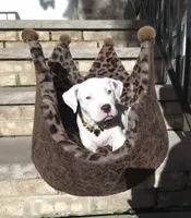 "MARILYN MONROE"  WHITE MERLE, a female American Bully and American Pit Bull Terrier for sale in Newark, NJ – 8 of 10