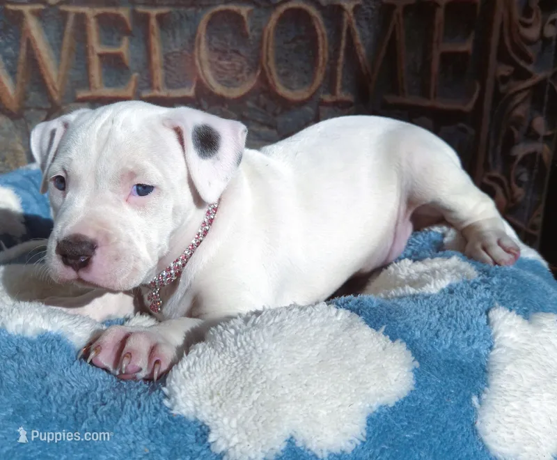 "MAROLYN MONROE"  WHITE MERLE – American Bully, American Pit Bull Terrier puppy for sale in Newark, NJ
