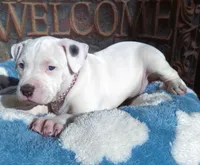 "MAROLYN MONROE"  WHITE MERLE, a female American Bully and American Pit Bull Terrier for sale in Newark, NJ – 1 of 10