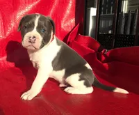 "SNOOP DOGG" BLUE NOSE, a male American Bully for sale in Newark, NJ – Photo 3 of 10