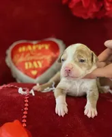 "AL B SURE" MERLE, a male American Bully for sale in New York, NY – Photo 1 of 2