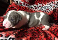 "BIGGIE SMALLZ" BLUE NOSE, a male American Bully for sale in New York, NY – Photo 4 of 10