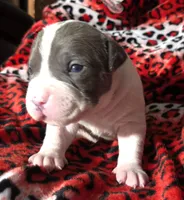 "BIGGIE SMALLZ" BLUE NOSE, a male American Bully for sale in New York, NY – Photo 5 of 10