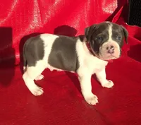 "SNOOP DOGG" BLUE NOSE, a male American Bully for sale in Newark, NJ – Photo 7 of 10
