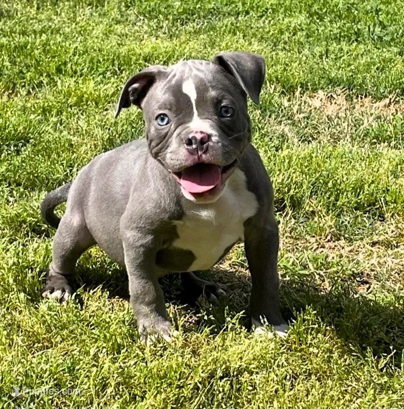 "SNOOP DOGG" BLUE NOSE – American Bully puppy for sale in Newark, NJ