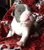 "BIGGIE SMALLZ" BLUE NOSE, a male American Bully for sale in New York, NY – Photo 6 of 10