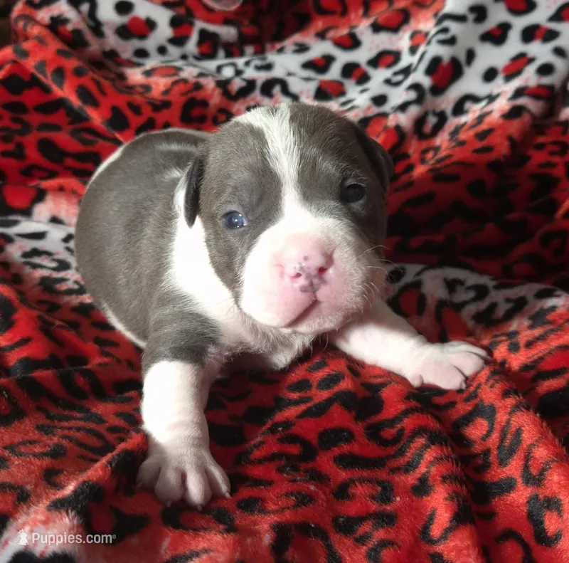 "BIGGIE SMALLZ" BLUE NOSE