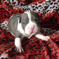 "BIGGIE SMALLZ" BLUE NOSE, a male American Bully for sale in New York, NY – Photo 1 of 10