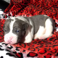 "SNOOP DOGG" BLUE NOSE, a male American Bully for sale in Newark, NJ – Photo 2 of 7