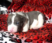 "SNOOP DOGG" BLUE NOSE, a male American Bully for sale in New York, NY – Photo 2 of 7