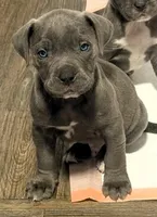 "SNOOP DOGG" BLUE NOSE, a male American Bully for sale in Newark, NJ – Photo 5 of 5