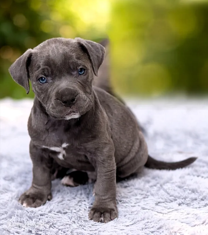 "SNOOP DOGG" BLUE NOSE – American Bully puppy for sale in Newark, NJ