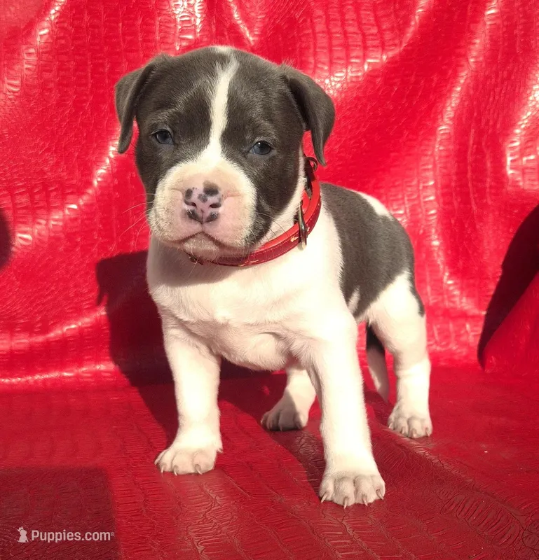 "SNOOP DOGG" BLUE NOSE – American Bully puppy for sale in Newark, NJ
