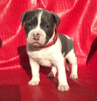 "SNOOP DOGG" BLUE NOSE, a male American Bully for sale in Newark, NJ – Photo 4 of 10