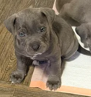 "SNOOP DOGG" BLUE NOSE, a male American Bully for sale in Newark, NJ – Photo 2 of 5