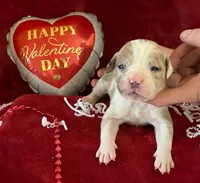 "AL B SURE" MERLE, a male American Bully for sale in New York, NY – Photo 2 of 2