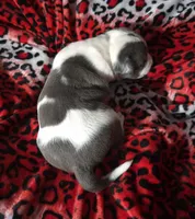 "BIGGIE SMALLZ" BLUE NOSE, a male American Bully for sale in New York, NY – Photo 10 of 10