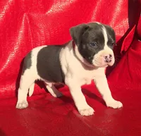 "SNOOP DOGG" BLUE NOSE, a male American Bully for sale in Newark, NJ – Photo 5 of 10